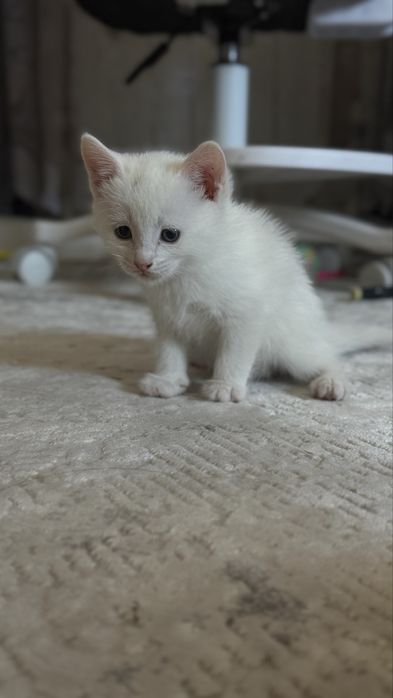 Отдам котенка мальчика