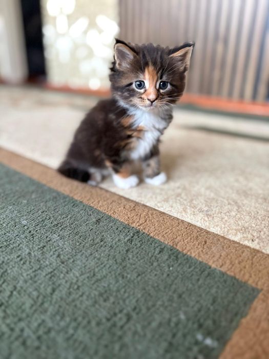 Мейн Кун котенок