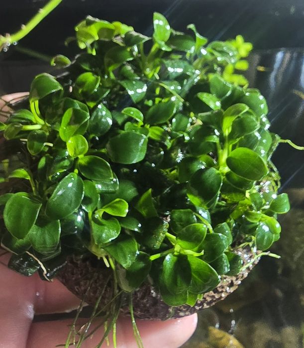 Анубиас  аквариумные растения