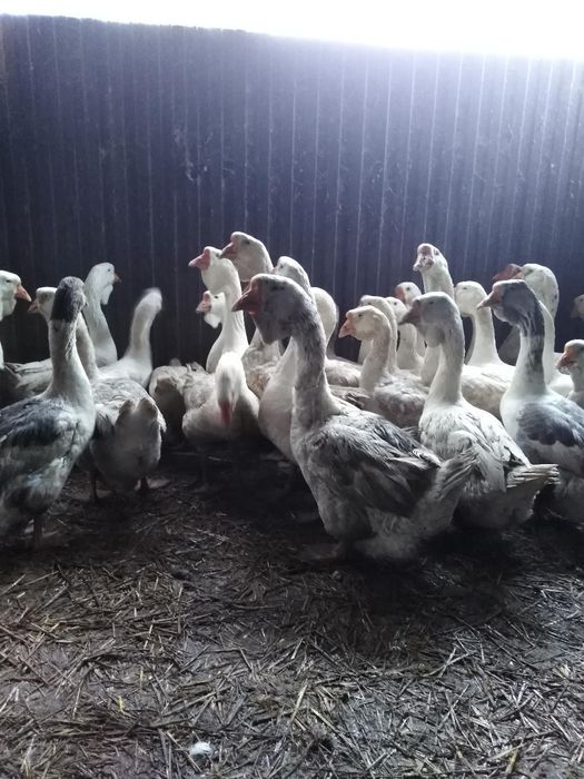 Инкубационное яйцо петропавловск