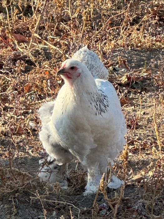 Продам  куры брамма