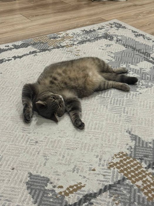 Отдам кошечку в хорошие руки.