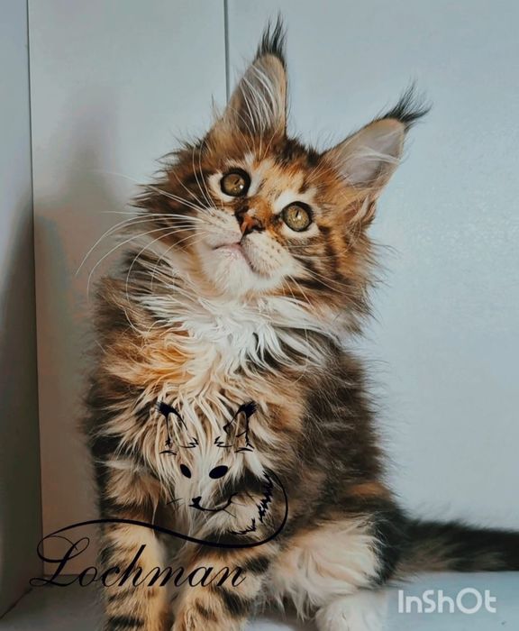 Котята породы Мейн-кун