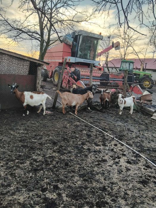 Vand 4 capre si Un țap