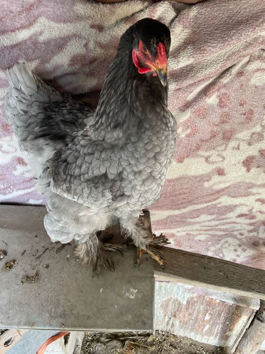 Продавам петли брама