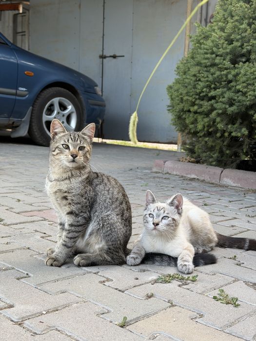 Котята в добрые руки