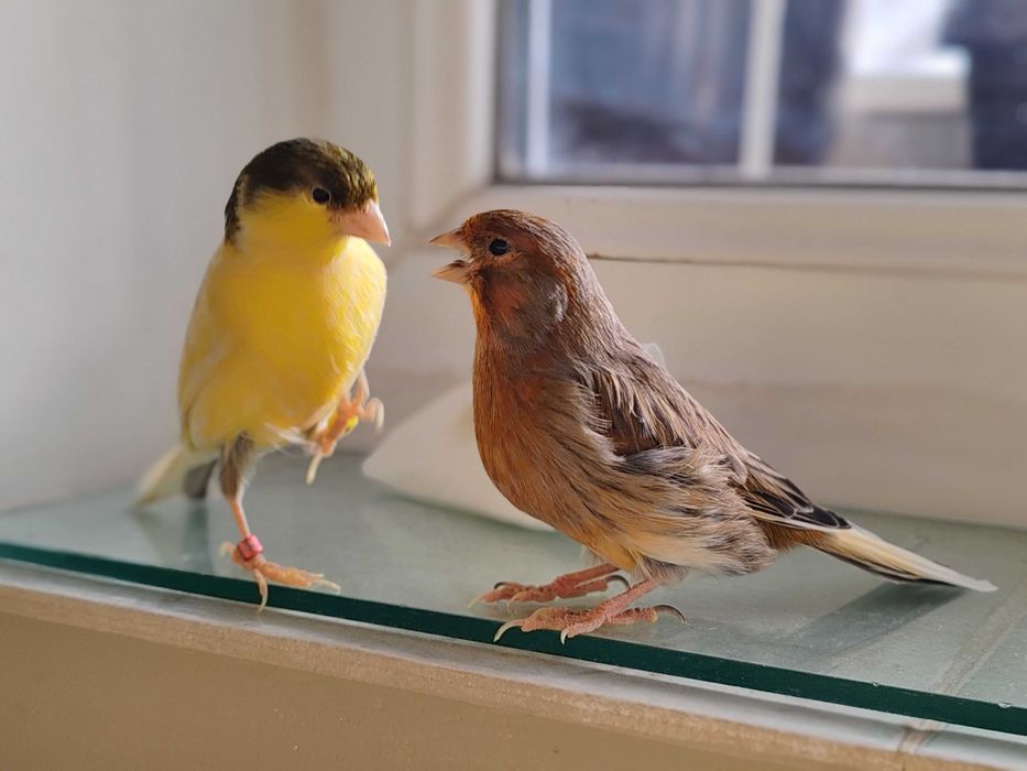 Canar bun cântăreț + 1KG semințe pentru canari