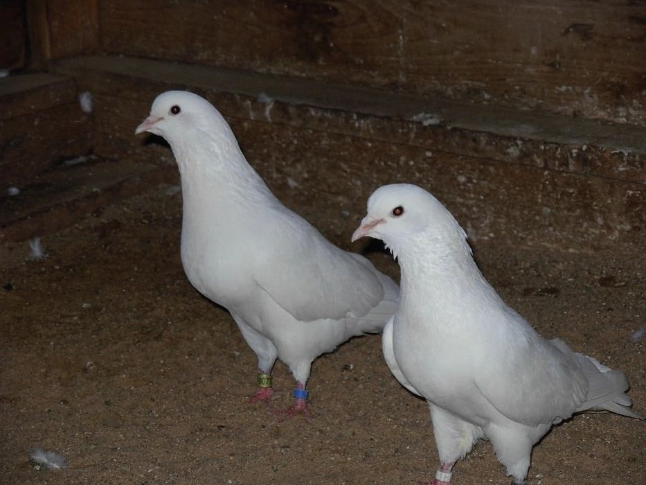 СтароПородный Бакинский