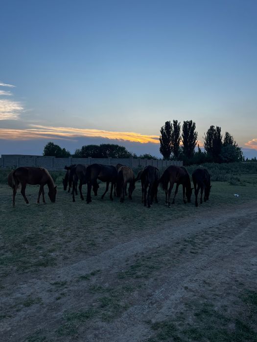 Ірі тайлар 11 бас