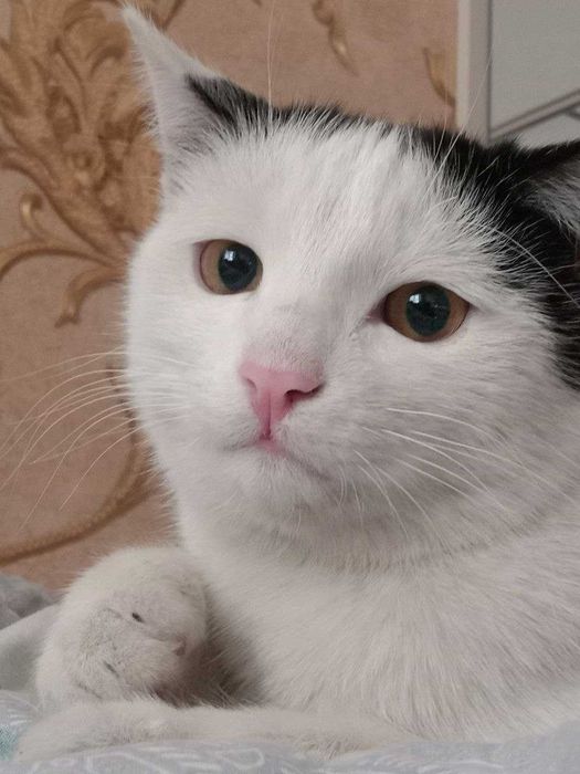 кот ласковый и добрый