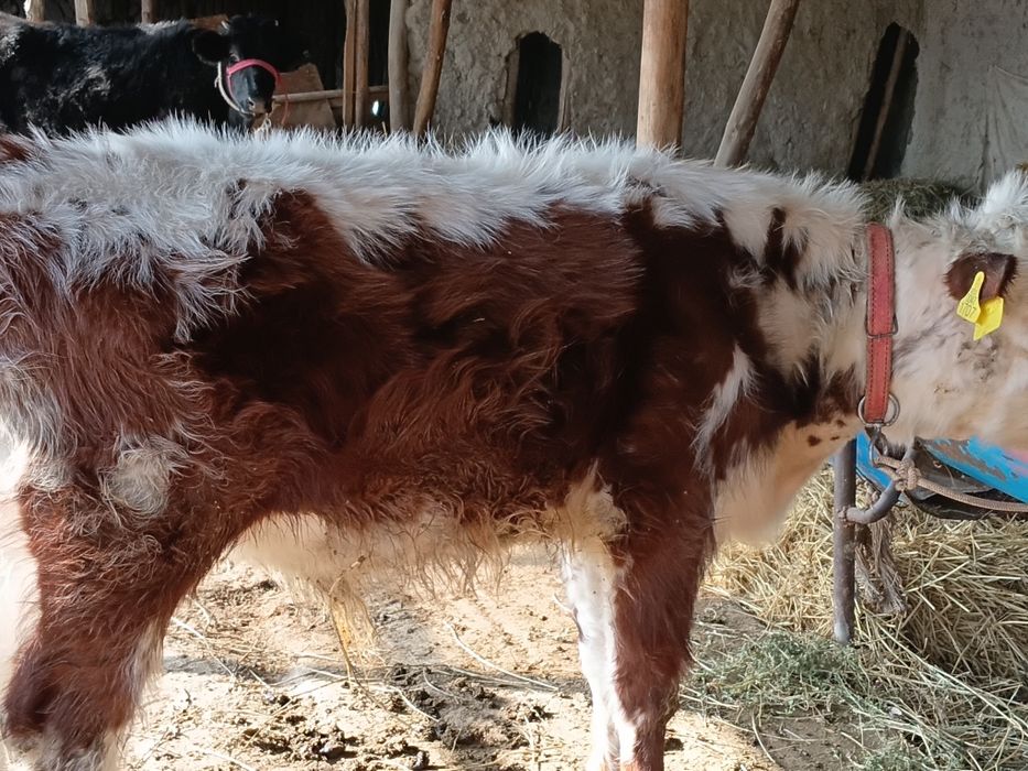 Ona bola sigir sotiladi 1 qorin bolasi buqqa icha yana bugʻoz