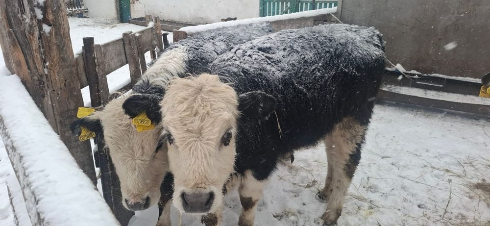 Қара мал сатылады молодняк