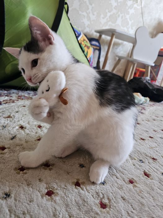 Отдам Котенок девочка