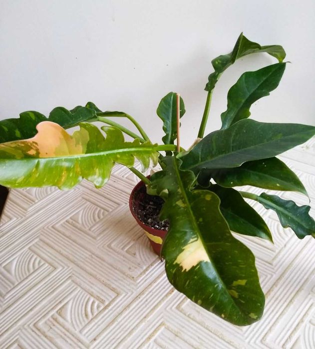 Филодендрон Ринг оф Фаер (тайский )-для дома и офиса