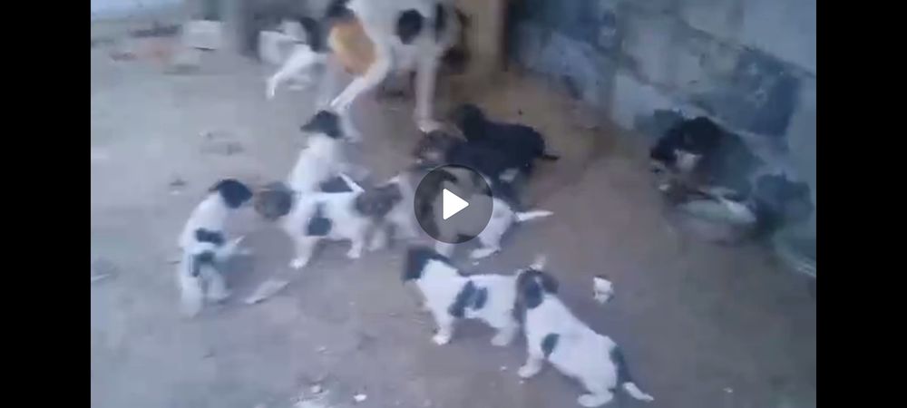 Отдам щенков даром!!! Помесь русская пегая гончая и кандешка!!