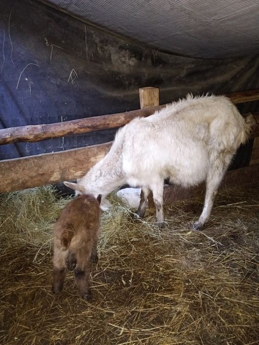 Capră cu ied de vanzare