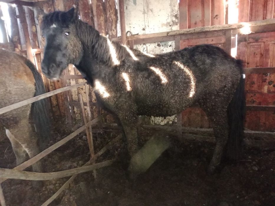 Продам откормленный тай