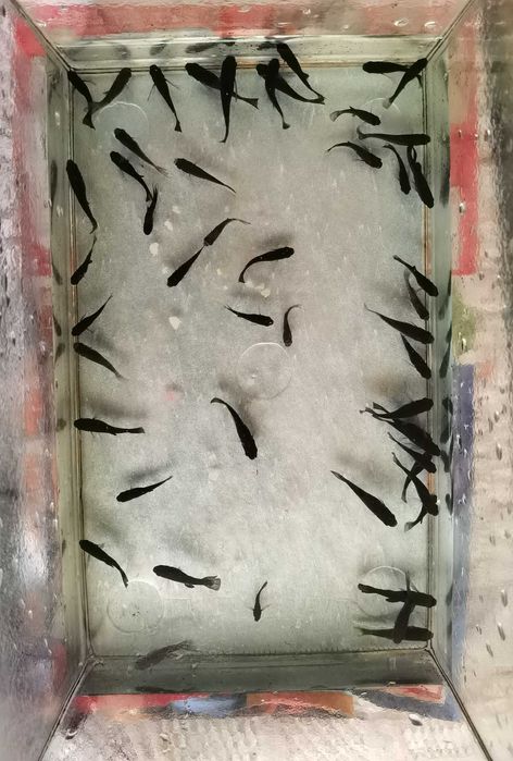 Pesti de acvariu Black Molly negri