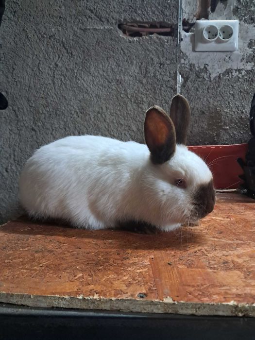 Vând iepuri californian