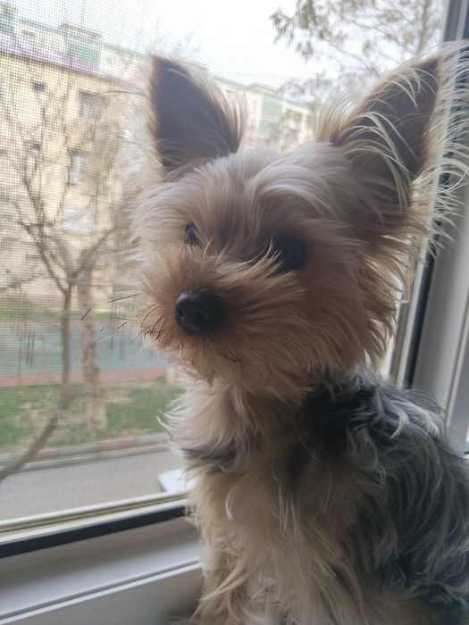 Йоркширский терьер