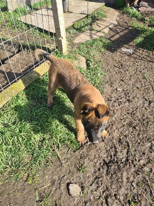 Малиноа - белгийска овчарка