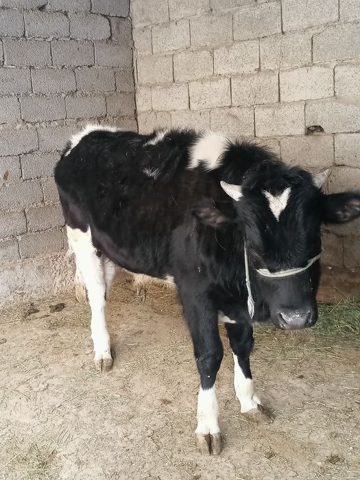 Сатылады өгіз бұзау