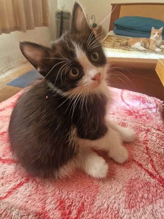 Отдаем котят милашей