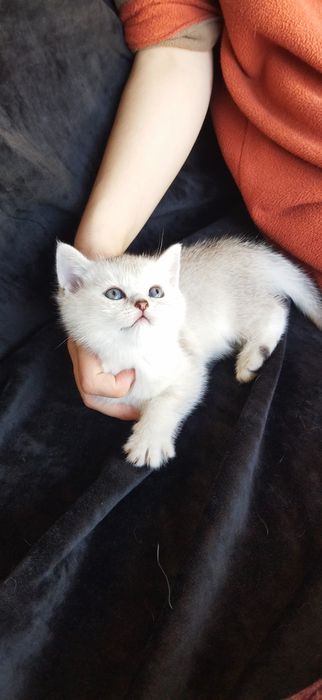 Шиншилла Серебро котята