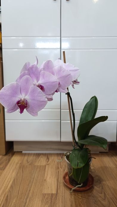 Орхидея Фаленопсис