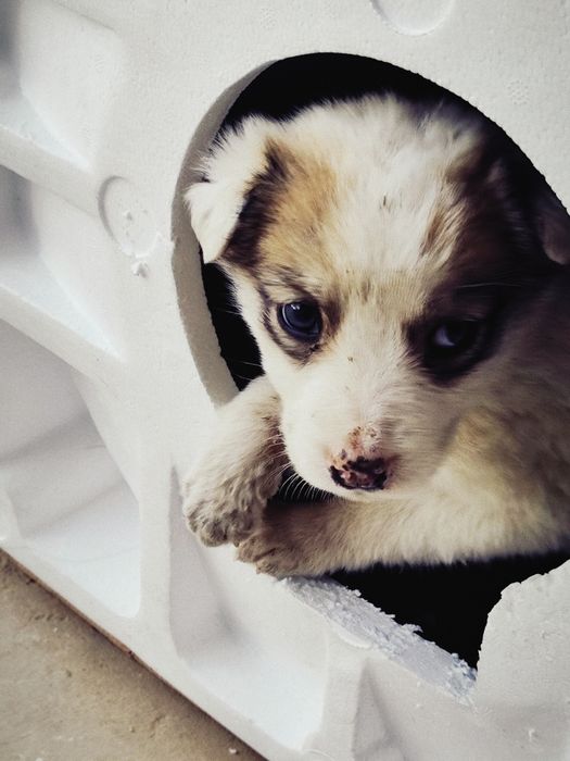 Кучукча топиб олдим, мехрибон инсонларга бераман