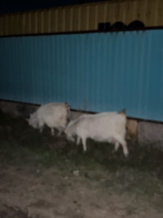 Орыс ешкілер сатылады