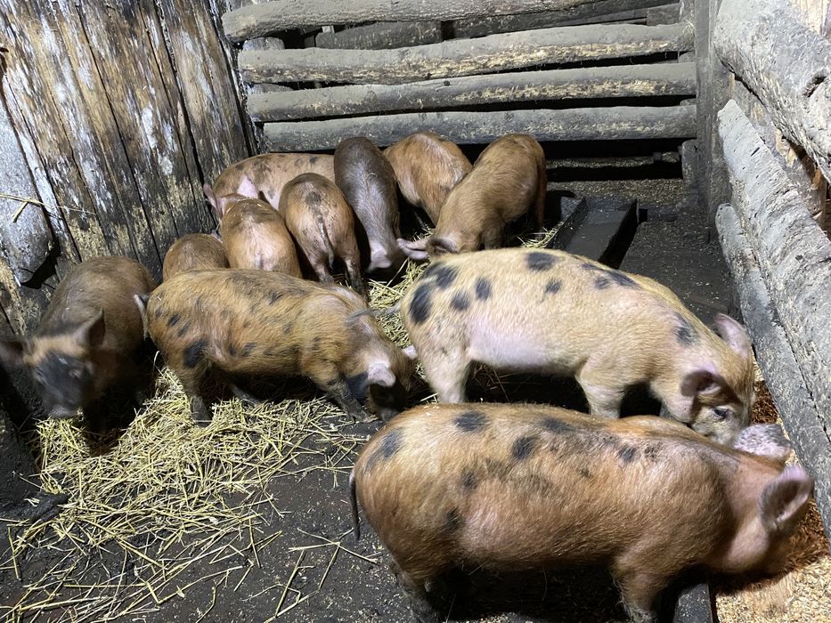 3-х месячные поросята