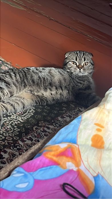 Вязка кота кот ищет девочку