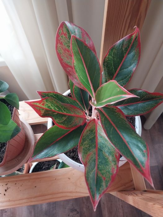 Аглаонема в новом горшке