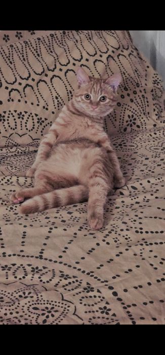 Кошечка для вязки