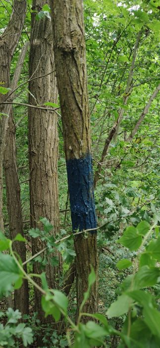 Vând pădure cu teren strada
