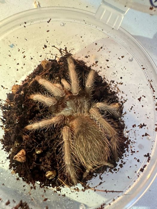 Паук-птицеед Brachypelma auratum