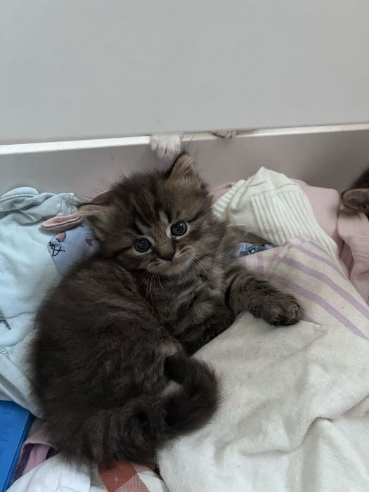 Подарявам котета