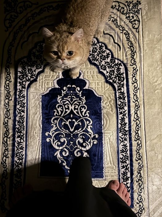 Чистокровнный золотая шиншила сотилади вязкагая берилади