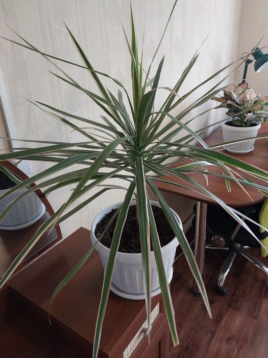 Драцена в новом горшке