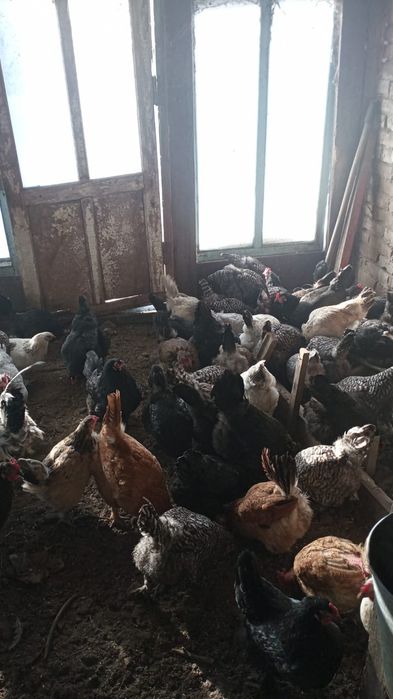 Домашние курочки