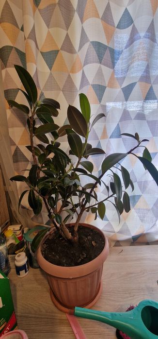 Продам комнатные цветы