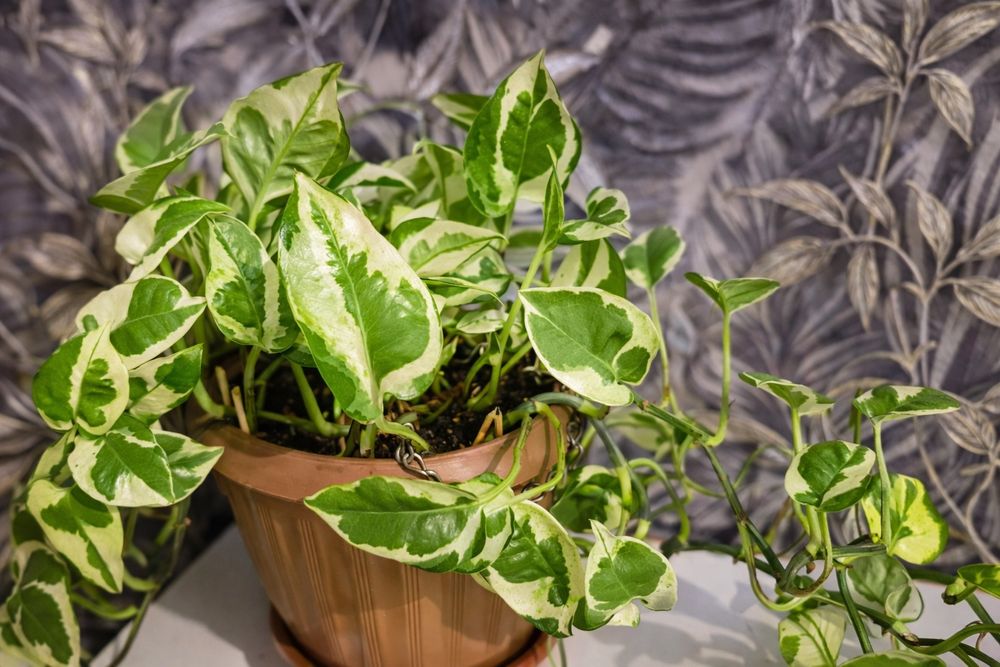 Продам Эпипремнум Энджой (Epipremnum Njoy)