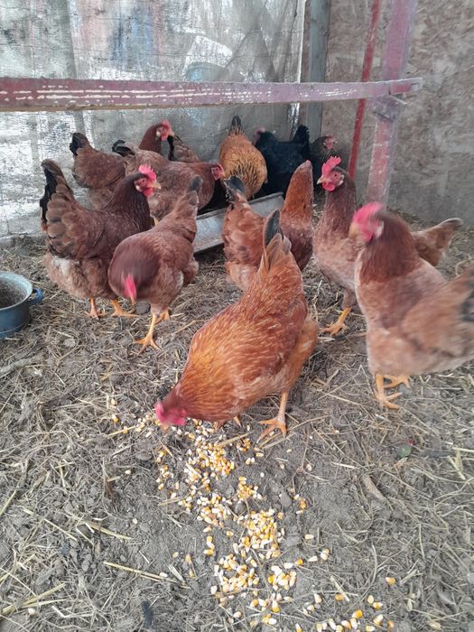 Gaini rasa mixta tinere 100lei