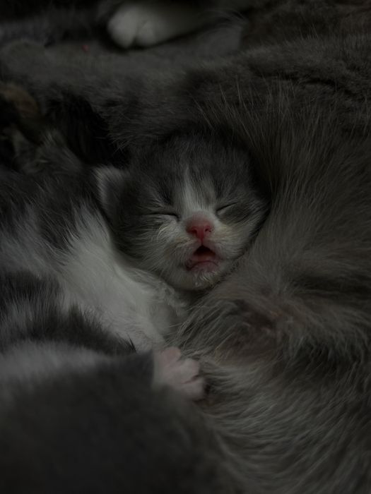 Котята скоттиш фолд + родители.