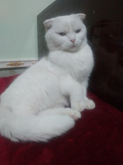 Scottish Fold zotli oppoq mushukcha sotiladi!