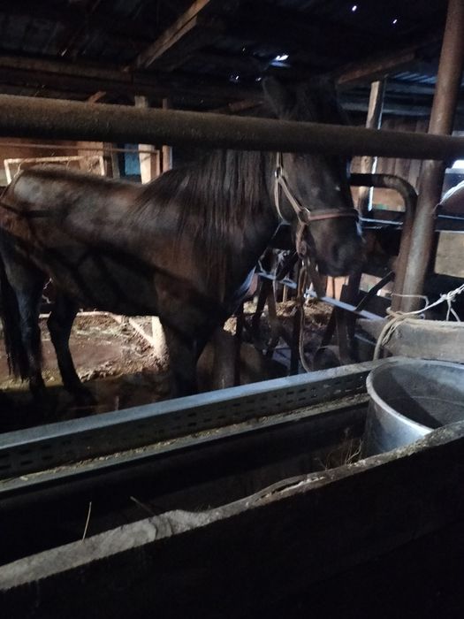 Кобыла 5 лет на откорме 2 месяца