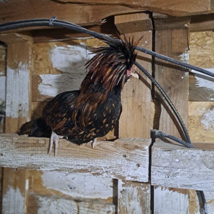 Vand cocos rasa paduana aurie