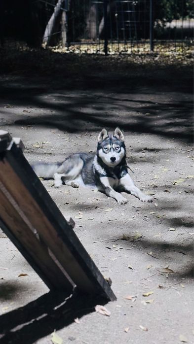 Отдам две собаки в добрые руки