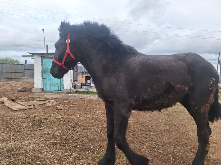 2 жаска енді толған құнан сатылады